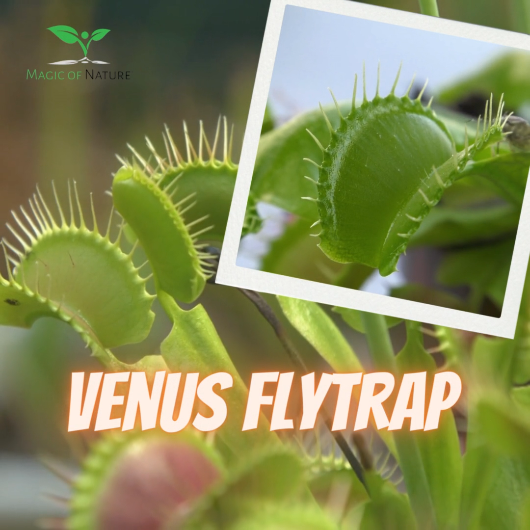 La Trappola Si Chiude Immagini E Fotografie Stock Ad Alta Risoluzione - Foto 10