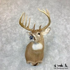 #23382 WC | Whitetail Deer Taxidermy Shoulder Mount For Sale