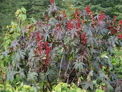 Wunderbaum Palma Christi wunderschöne Blattfärbung