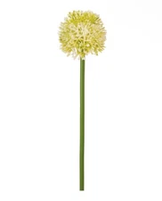 Artificial Sun Allium Ball Pick Flower Stem 20”H- Box of 4
