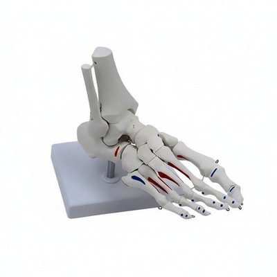 Fußgelenk Anatomie Modell robust PVC bauen für Klassenzimmer Demos