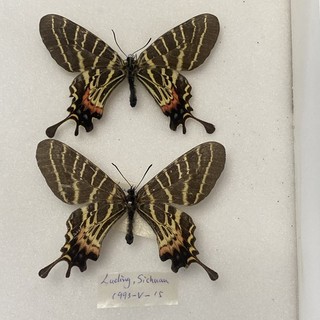 A pair of rare Chinese three tailed Swallowtail butterflies specimens Taxidermy