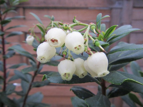Arbutus unedo - Mini-Stamm - Erdbeerbaum - winterharte Pflanze 60-80cm - Bild 3 von 4