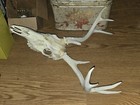 Kansas Whitetail WILD Deer Antlers Skull European Mount Cabin Mancave — photo 2