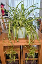 Spider Plant Cutting