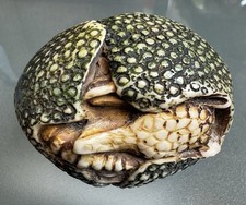 Large Signed Japanese Style Armadillo Netsuke Carving – Detailed Sculpture 6.5cm