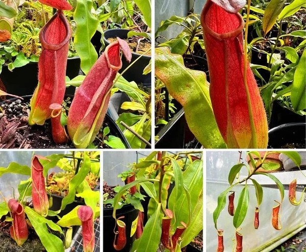 Nepenthes var. Pink China x mirabilis var. red