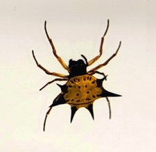 38mm Real Spiny Spider in Lucite Resin Arachnoids Taxidermy Science Education