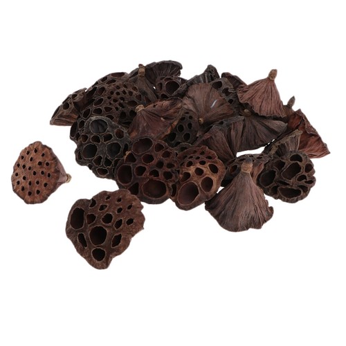 30 Mini Dried Brwon Lotus Without and Stems(1.2-4.7inch), - Picture 3 of 7