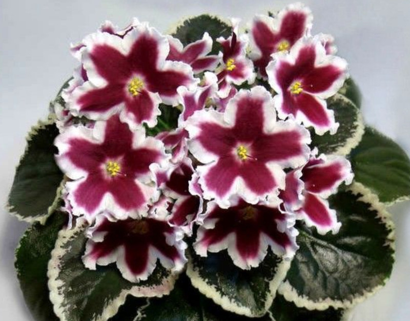 African Violet Plant ~ LE~Karosel