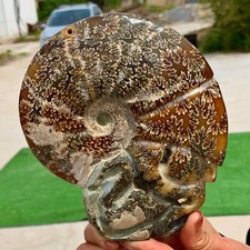 2.21LB Rare! Natural Tentacle Ammonite FossilSpecimen Shell Healing Madagascar