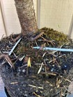Huge 30”T Japanese Black Pine Tree Pre-Bonsai•Mottled•Fissured Bark•Landscape+🌲 — photo 8