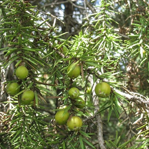 PRICKLY JUNIPER Organic Juniperus oxycedrus , Sparkling Tea & Whole Dried - 第 6/7 張圖片
