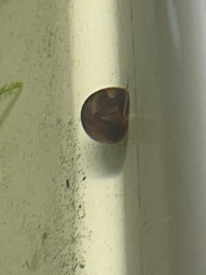 #ad #ad 100 Ramshorn Snails Assorted Sizes Pea Puffer Feeders Tank Bred Clean $45.00