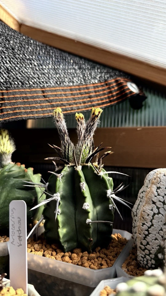 12 Semillas - Astrophytum capricorne Cv. Taiho Gyoku “Búfalo” Foto 4 de 4