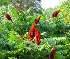 2 Smooth Sumac Seedling Bare Roots for Planting, 1-2 ft Tall, Dormant in Winter