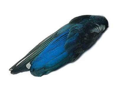 Veniard Elpie Wings ganz | Fliegenbindungsmaterialien