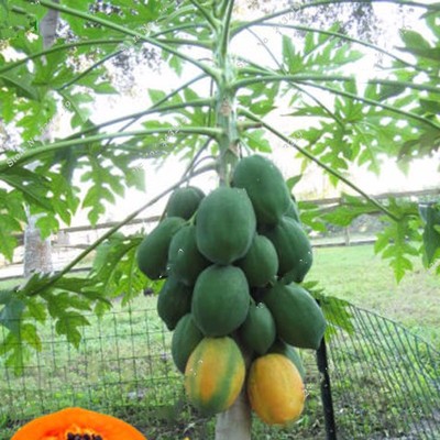 Thai Dwarf Papaya Fruit Seeds Paw Miniature Dwarf Papaya Fruit Seeds Bonsai Rare  eBay