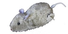 6.75" Mouse Wind-Up Furry Brown or Gray, Tail Turns Cat Toy, Halloween Trick Gag