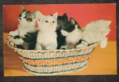 Antique Vintage Postcard Five is a Crowd - Kittens / Cats in Basket Unused