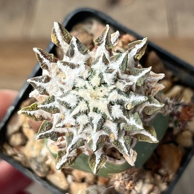 A33-4293 Cactus kotschoubeyanus, VM306, Estancion Marte, Coah, grafted