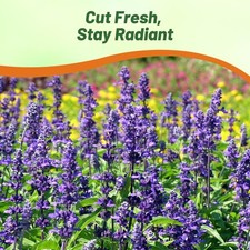 1000 Seeds Clary Seeds - Clary Sage Herb Seed