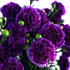 100 Carnation Seeds Dianthus Flowers Seed Flower Perennial Hardy "Dark Purple"