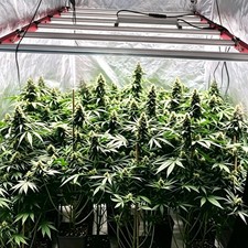 6500W High Power LED Plant Grow Light Full Spectrum Commercial Indoor Greenhouse