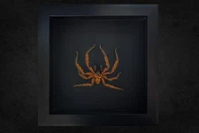 🕷️ Huntsman Spider – Indonesia