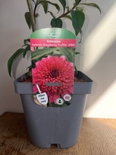Echinacea Raspberry Truffle 2L | Perennial Coneflower | Flowering Plant