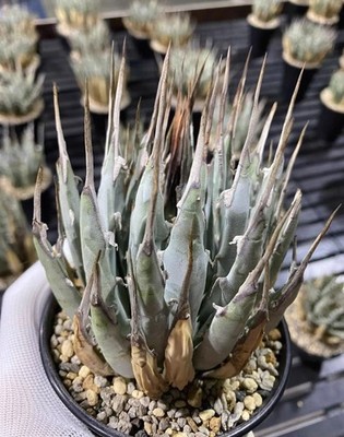 Rare Live House Plant Agave utahensis var. eborispina WYSIWYG Boutique