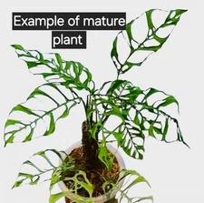 Monstera Obliqua Peru *Unrooted* Runner Node Cuttings X 3 In Prop Container 