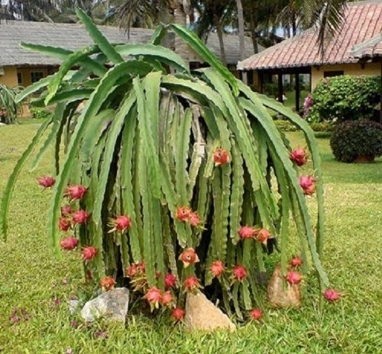 14+ White Dragon Fruit Plant