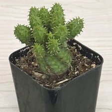 Succulent - Euphorbia Submammillaris Monstrose - In 2" Pot