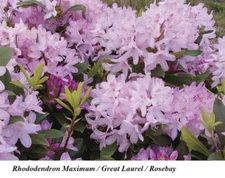 Seed Rhododendron Maximum Great Laurel Rosebay American Deertongue Laurel Tree +