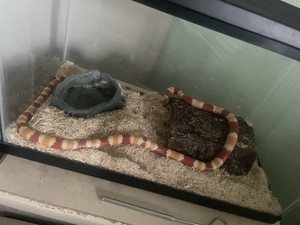 Honduran Milk Snake