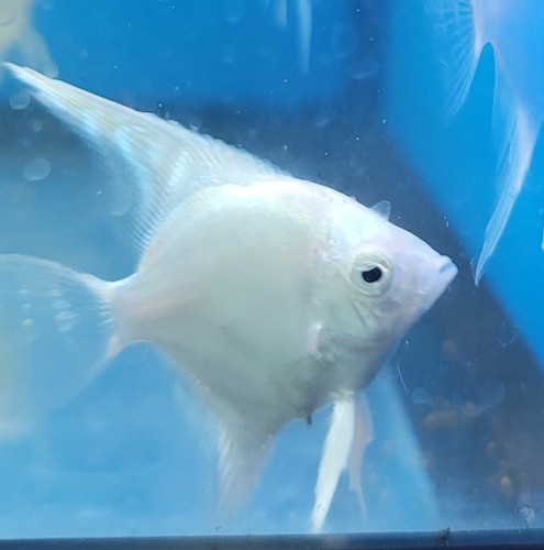 1 1/2" Platinum Angelfish Grade "A" Imported Asia. Top Breeders. Rare - Picture 20 of 20