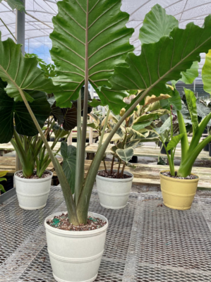 Alocasia Portora Portadora 3ft TALL LIVE PLANT Upright Elephant