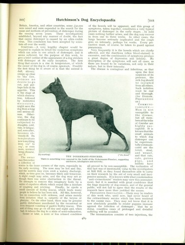 HUTCHINSONS DOG ENCYCLOPAEDIA MAGAZINE PART 14 DOBE, DRAGHOUND, ELKHOUND - Picture 3 of 7