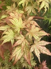 Japanese Maple PEACHES AND CREAM TWO YEAR AMAZING!! RARE!!