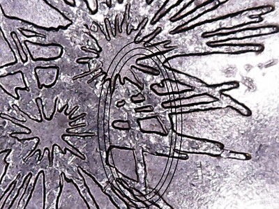 2013 P Fort McHenry ATB Quarter. WDDR-004. Doubled Die Reverse