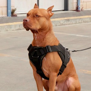 pitbull medium