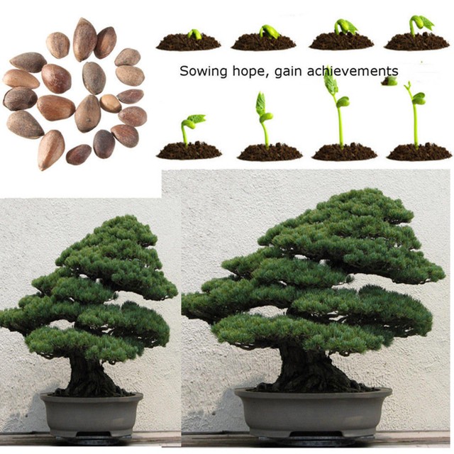 20pcs Japanese White Pine Pinus Parviflora Green Plants Seeds Bonsai Tree n E3Q5