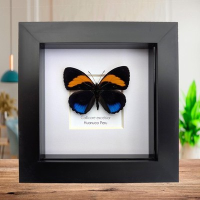 Gerahmter Callicore Excelsior Schmetterling - Peru - 4''x4''