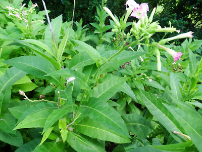 1000+ Virginia Gold Tobacco seeds Fresh 2025 Crop Growing Instructions Incl  A+