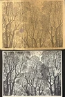 Rubber Stamp Tree Large Background Woods Forest Birds