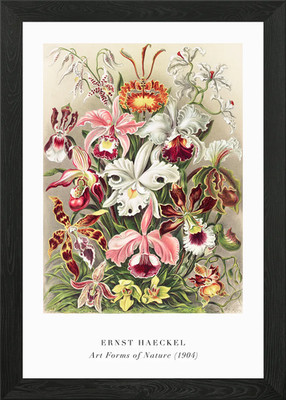 Ernst Haeckel's Orchids Art Forms o Framed Wall Art Poster Canvas Print Picture