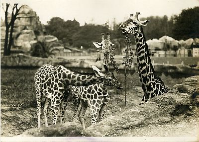 ''GIRAFFEN (ZOOLOGISCHER GARTEN KOLONIALAUSSTELLUNG 1931)'' orig. Foto G. DEVRED/Agce ROL