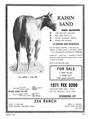 Raisin Sand AQHA Champion Red Dun Stallion J. O'Daniel Plain Dealing LA Print Ad