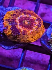 WYSIWYG RARE Multicolor Deep Water Asian Acan Lord Micro LPS SPS Acro Zoa JF WWC